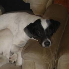 Dansk svensk gaardhund fido