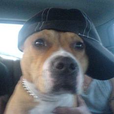 Blanding af racer Chiggy