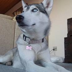 Siberian husky Shellie