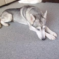 Siberian husky Shellie