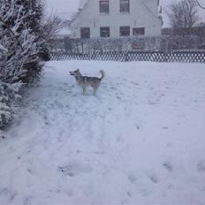 Siberian husky Shellie