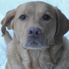 Labrador retriever Rollo