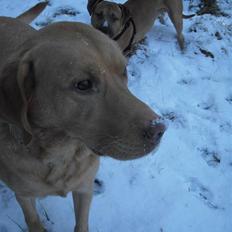 Labrador retriever Rollo