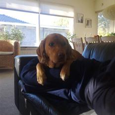 Labrador retriever Rollo