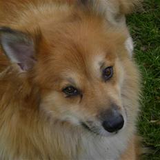 Islandsk fårehund Bonnie