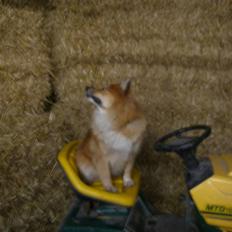 Islandsk fårehund Bonnie