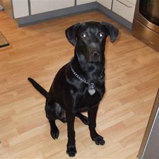 Blanding af racer osvald