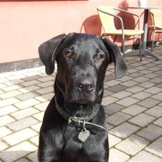 Blanding af racer osvald