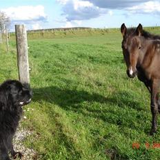 Newfoundlænder Tasso <3 R.I.P bedste!
