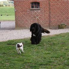 Newfoundlænder Tasso <3 R.I.P bedste!