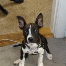 Amerikansk staffordshire terrier Rocko