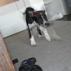 Amerikansk staffordshire terrier Rocko