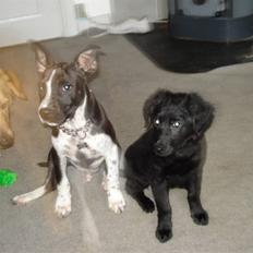 Amerikansk staffordshire terrier Rocko