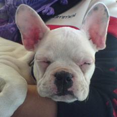 Fransk bulldog ARTHUR