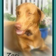 Blanding af racer Græsk gadehund Zari