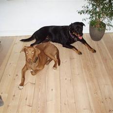 Blanding af racer Græsk gadehund Zari