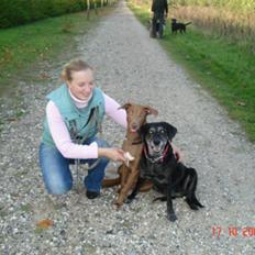 Blanding af racer Græsk gadehund Zari