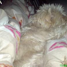 West highland white terrier Sussi 'død';/