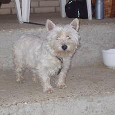 West highland white terrier Sussi 'død';/