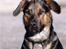 Blanding af racer Bosco - Brandhunden Bosco. Danmarks første certificerede Brandaccelerator sporhund.