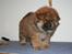 Chow chow Tessie