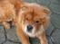 Chow chow Tessie