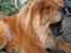 Chow chow Tessie
