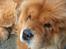 Chow chow Tessie