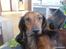 Dværggravhund Dina R.I.P (26 Maj 2008) - Dina på mit værelse <3 Fotograf : Miq <33