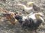 Dværggravhund Dina R.I.P (26 Maj 2008) - Farlige dina q; ;) Fotograf : Miq <33