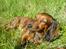Dværggravhund Dina R.I.P (26 Maj 2008) - Dina ude ved søen q: Fotograf : Miq <33