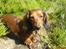 Dværggravhund Dina R.I.P (26 Maj 2008) - Dina ved søen igen igen q: Fotograf : Miq <33