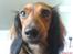 Dværggravhund Dina R.I.P (26 Maj 2008) - Lille Dina siger farvel q: Fotograf : Miq <33