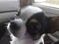 Chihuahua Gucci