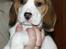 Beagle Mads / Fairytosh Mc. Cafferty - Mads som lille, og boede stadig ved mor :)<3