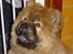 Chow chow Peifu's Aslan Chi Gau