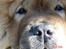 Chow chow Peifu's Aslan Chi Gau - Nuttehoved<´3