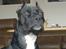 Amerikansk staffordshire terrier myrna - ond kan hun se ud....
