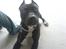 Amerikansk staffordshire terrier myrna - er jo altid nuttet og glad c",)