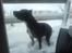 Amerikansk staffordshire terrier myrna - men bryder sig ikk om kulden
