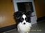 Papillon mikey