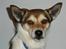 Norsk lundehund Løvheims Forseti / Fossi 4.3.05 - 13.1.14 - Dec.07