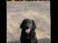 Flat coated retriever Robin - hehe burning love <33