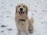 Golden retriever Balto - Jubii.. så kom sneen endelig..