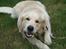 Golden retriever Balto - Gnaske, gnaske.. elsker at tygge i gren..