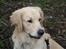 Golden retriever Balto - Hvad sker der mon derover?
