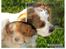 Cavalier king charles spaniel Mille DØD den 29 Juni 2012. - Her er et flot billede som der er en bruger her på galleriet der har lavet til mig ...