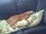 Cocker spaniel Dumle R.I.P - Godt moster lod sin dyne blive :)