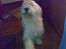 Old english sheepdog †Sigurd† - Undskyld kvaliteten