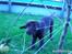 Labrador retriever Ice man (Ludvig) - Velkommen til Ludvigs profil.. Her er Ludvig som hvalp.. :) Der kommer snart nogle af ham som han er nu, men der er han også dejlig :) Så læg en kommentar og en bedømmelse af`vores dejlige vovse.. -Tak :)